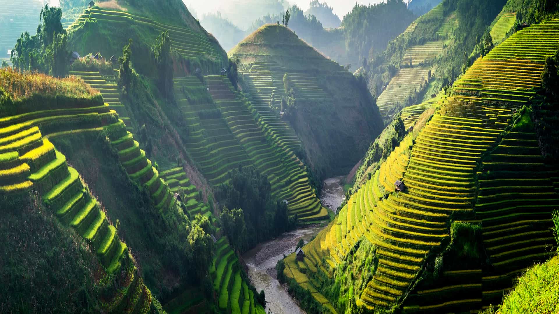 Rice fields in Vietnam that represents the international deals in this place